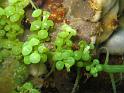 Caulerpe à billes - Caulerpa racemosa
